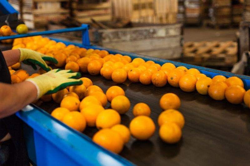 orange_production.jpg