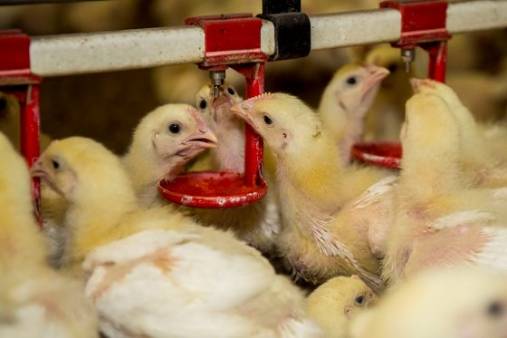 Ensuring water quality in poultry production