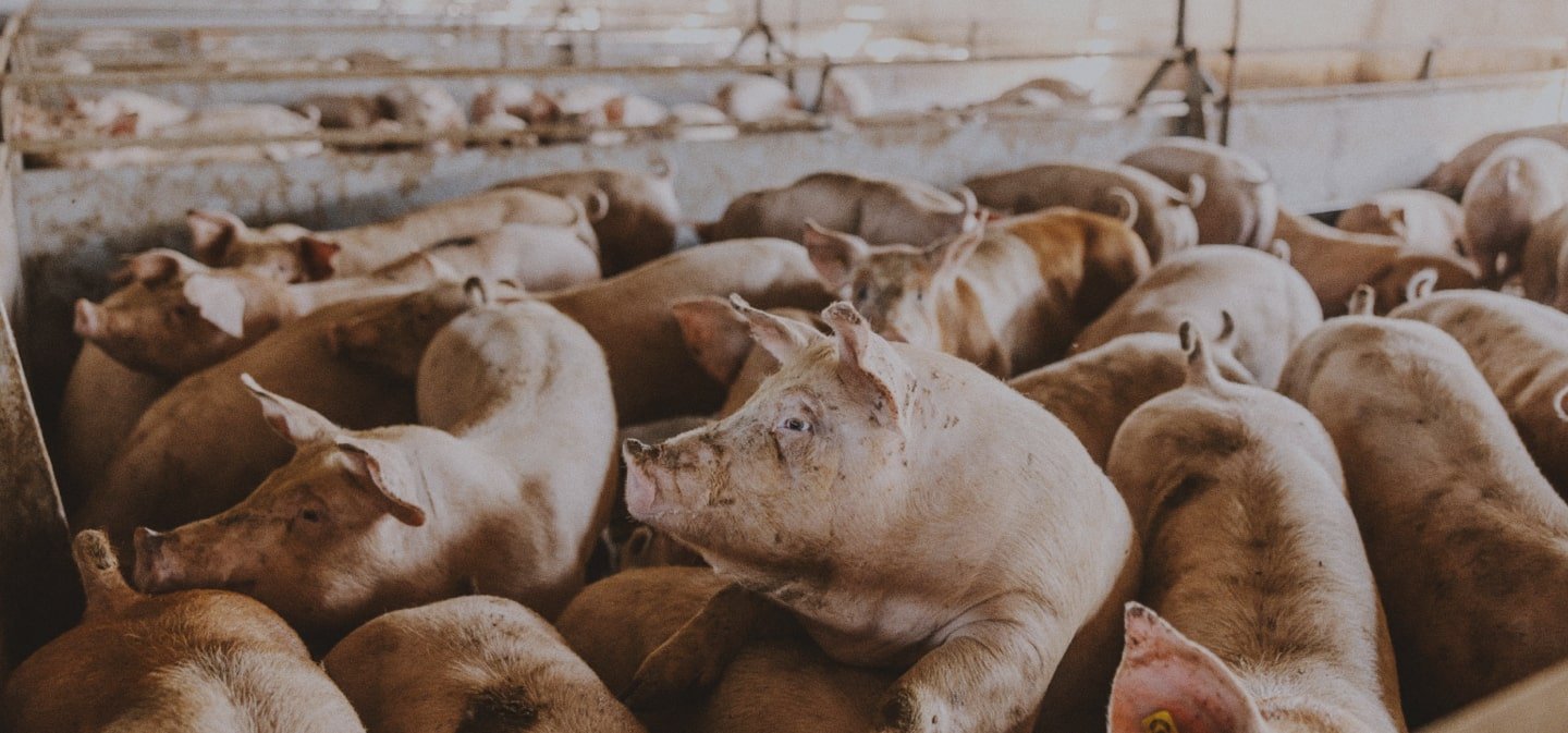 New Report Outlines Deepening Crisis in Iowa Hog IndustryStudy finds more production than ever, but economic and environmental crises for farmer...
